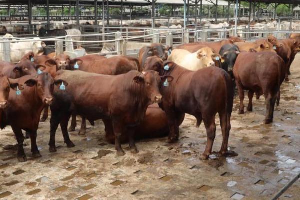  Malaysia menangguhkan sementara impor sapi dan kerbau hidup dari Australia.