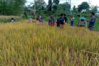 Kegiatan Demfarm Dongkrak Produktivitas Padi Kabupaten Manggarai Timur