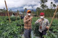 Kampung Sayuran Solusi Dampak Perubahan Iklim