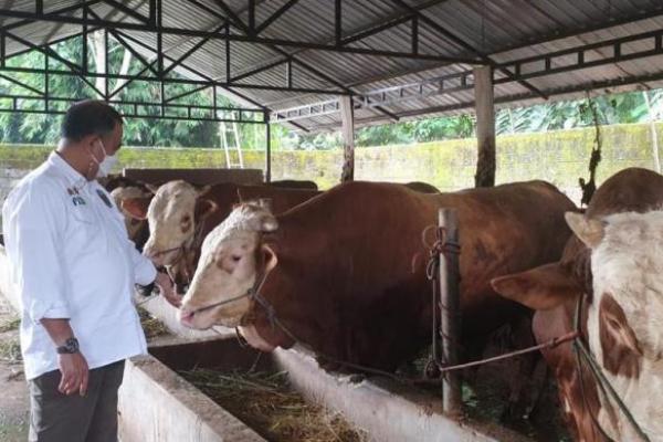 Jawa Tengah merupakan sentra ternak sapi potong terbesar nomor 2 di Indonesia setelah Jawa Timur dengan populasi sebanyak 1,8 juta ekor.