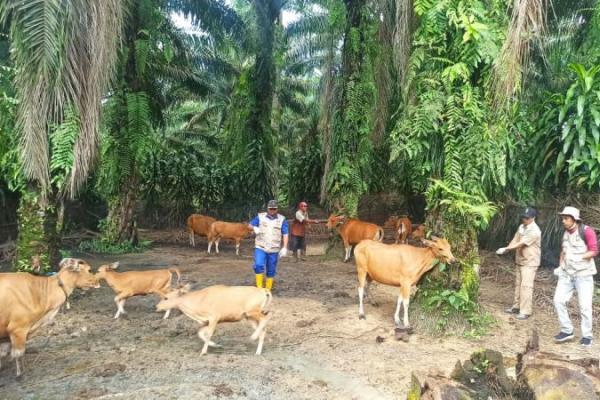 LSD merupakan penyakit hewan dari Afrika yang menyerang sapi-sapi di Riau pada sebulan terakhir ini.