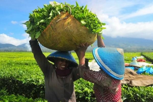Holding Perkebunan Nusantara sukses meningkatkan kinerja ekspor, khususnya komoditi teh ke AS.