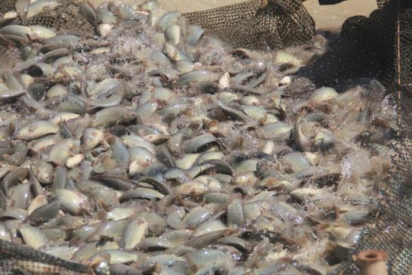 Ikan papuyu yang juga dikenal sebagai ikan betok, merupakan komoditas spesifik lokal yang digemari oleh masyarakat khususnya di Kalimantan