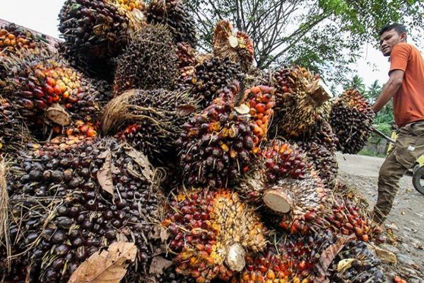 Indonesia suplai cangkang kernel kelapa sawit untuk kebutuhan energi terbarukan Jepang.