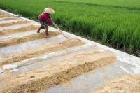 Bapanas Ketok Harga Gabah Kering Panen di Tingkat Petani Rp 5.000 Per Kg