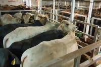 Erick Sambut Kolaborasi Himbara Salurkan 100 Sapi Kurban di Jabar dan Banten