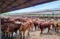 Ketersediaan Daging Sapi Cukup Penuhi Kebutuhan Masyarakat Jelang Lebaran