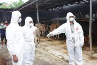 Jelang Iduladha, Kementan Pastikan Sapi di Banten Bebas dari Wabah PMK