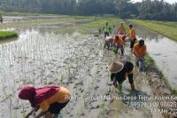 Terapkan Inovasi, Kementan Maksimalkan Produksi Pertanian