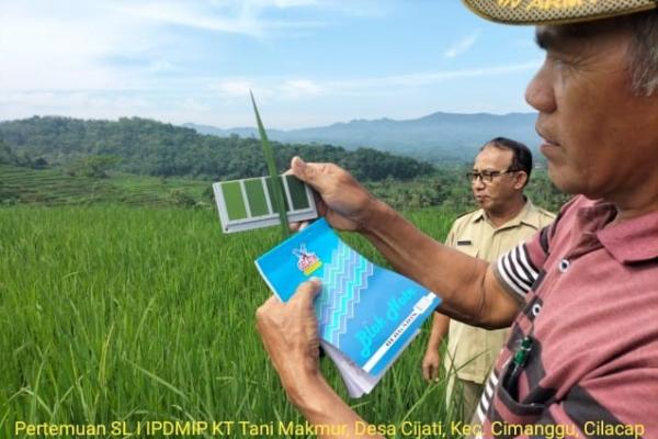 Kementan ajak petani terapkan bagan warna daun.