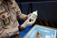  Vaksin Darurat PMK Tiba Lagi Malam Ini