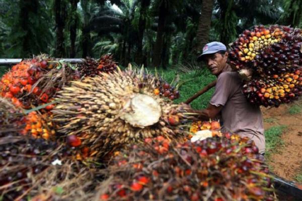 Mendag Zulhas sebut tidak ada mafia minyak goreng, ini kata petani sawit