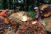 Ekspor Sawit Dianggap Mampu Selamatkan Indonesia dari Ancaman Resesi