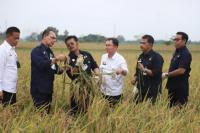 Tingkatkan Produksi Padi Nasional, Mentan Syahrul Dorong Varietas Unggul