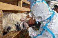 Kementan Gencarkan Vaksinasi PMK dan Rabies di Bali Jelang KTT G20