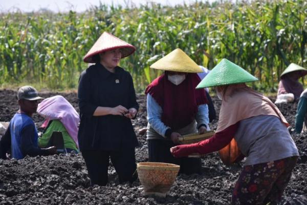 Bersama sejumlah petani, Puan menanam bawang merah selama satu jam.