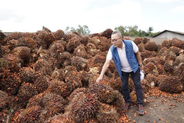 Strategi Mendag Zulkifli Hasan Kerek Harga TBS di tingkat petani.