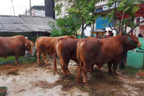 Politikus partai NasDem yang juga tokoh DKI Jakarta, Ahmad Sahroni menyalurkan hewan kurban sebanyak 22 ekor sapi ke berbagai daerah di DKI Jakarta.