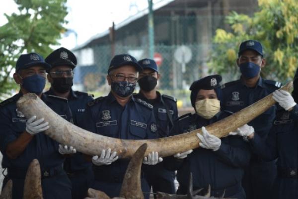 Malaysia sita gading gajah dan sisik trenggiling.