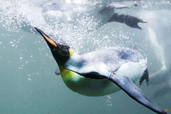 Ilmuwan ungkap evolusi penguin.