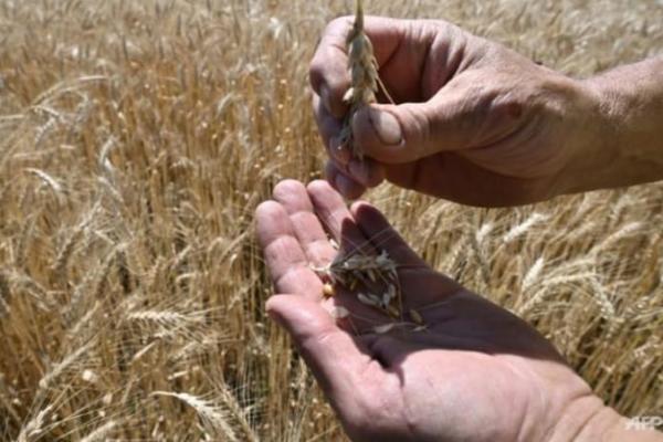 Ukraina dan Rusia akan menandatangani kesepakatan ekspor gandum.