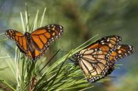 Kupu-kupu Raja Masuk Daftar Hewan Terancam Punah