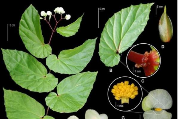 Peneliti BRIN Temukan Spesies Baru Begonia asal Maluku