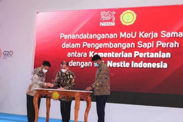 Kementan MoU dengan Nestle Indonesia untuk pengembangan sapi perah.
