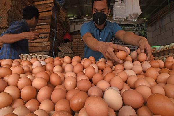 Harga telur mahal disebut imbas tingginya harga jagung internasional.