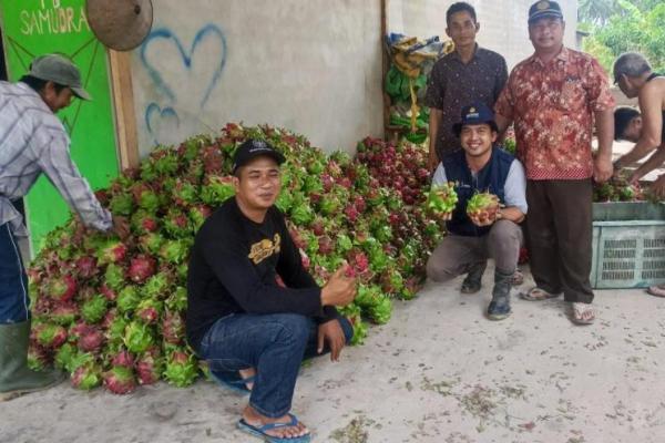 Kementan apresiasi video Ardiansyah `Pahit di Hati, Manis di Buah Naga`