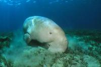 Ilmuwan Nyatakan Dugong Punah di China