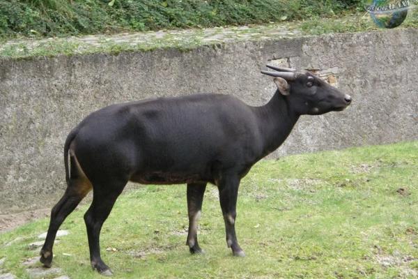 Anoa memiliki kebiasaan berendam dalam lumpur sehingga mereka juga dapat ditemukan di pedalaman hutan yang berlumpur