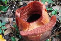 Perdana, Bunga Rafflesia Arnoldi R.Br Tumbuh di Luar Habitat