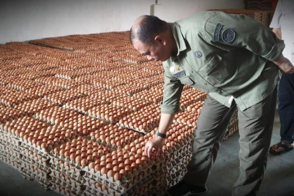 Kementan pastikan ketersediaan telur ayam Ras di Indonesia wilayah timur aman dan mencukupi.