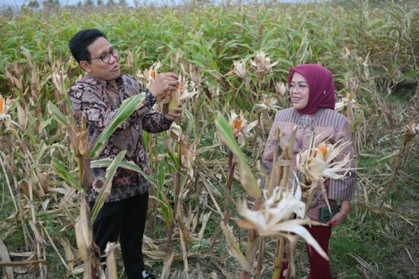 Gus Halim mengunjungi petani jagung di Desa Yeh Sumbul, Kecamatan Mendoyo, Kabupaten Jembrana, Bali