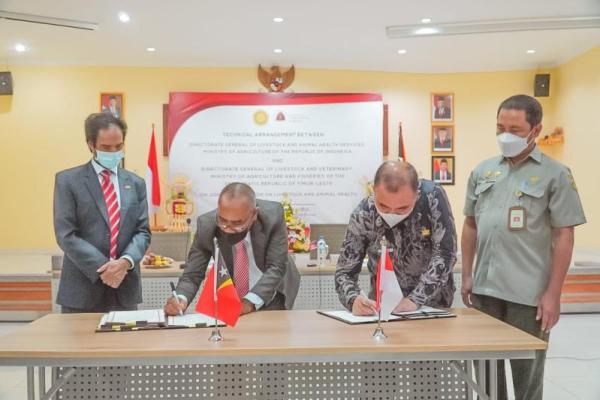 Indonesia dan Timor Leste perkuat kerja sama subsektor peternakan dan kesehatan hewan.