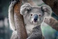 Tekan Angka Kepunahan Flora dan Fauna, Australia Gelontorkan Rp2,1 T