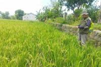 Kementan: Serangan Kerdil Rumput ke Padi di Sragen 0,66 Hektare