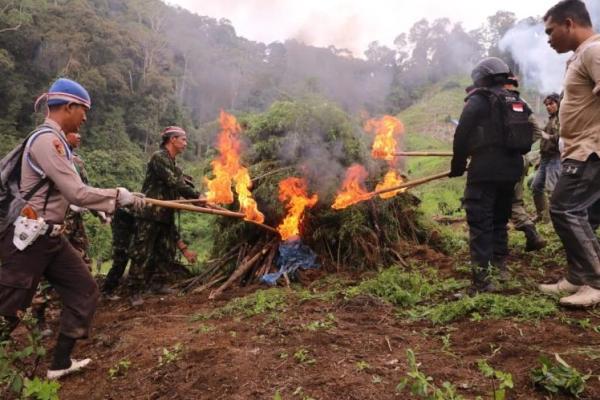 BNN memusnahkan ladang ganja terbesar yang ada di Sumatera Utara seluas 5 Hektar