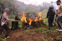 BNN Musnahkan 5 Hektar Ladang Ganja Terbesar di Sumatera Utara