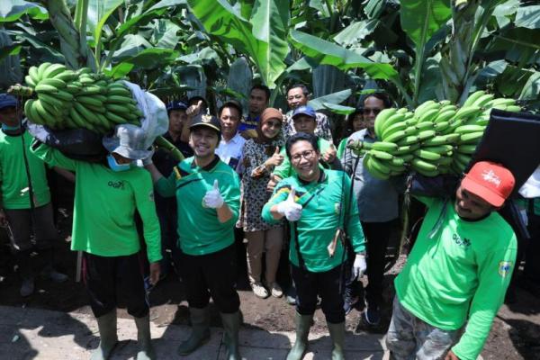 Pisang Cavendish dari demplot Bondowoso merupakan terbaik di antara demplot lainnya di Jawa Timur.