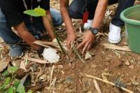 1.000 Bibit Bakau Ditanam di Pantai Mertasari untuk Cegah Erosi