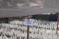 Kementan Percayakan Produksi Puluhan Ribu Benih Alpukat ke Milenial