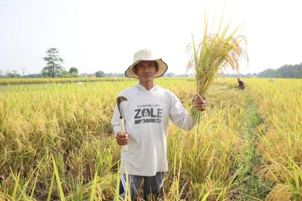 DPR minta Bulog serap beras petani sebanyak-banyaknya pada bulan Maret mendatang
