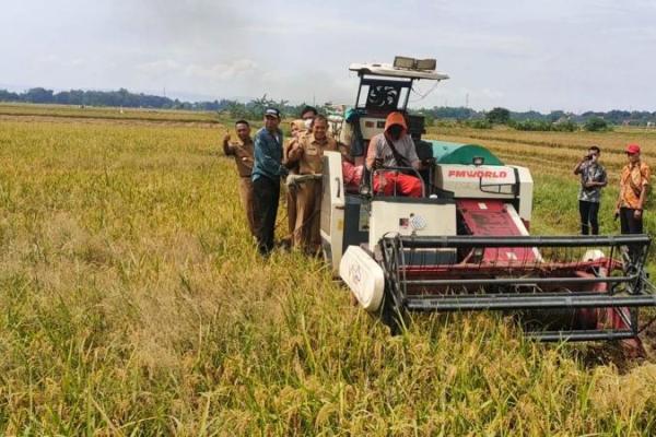 Stok beras Jatim di akhir 2022 melimpah, siap pasok ke wilayah lain