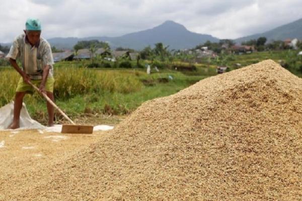 Pemerintah memperkirakan penurunan produksi gabah/beras bisa berkisar di angka 5 persen.