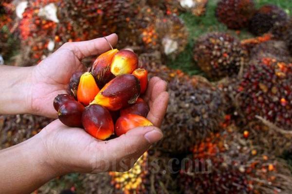 Penyesuaian kebijakan tersebut juga dapat mendorong peningkatan produksi Minyakita kemasan jauh lebih banyak dibanding curah.