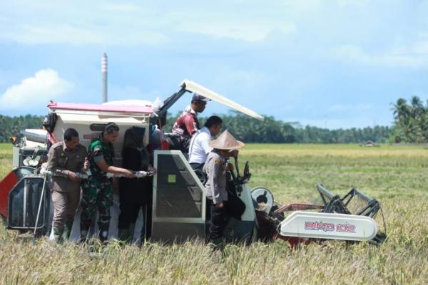 Panen raya, Bupati Pandeglang pastikan beras di wilayahnya melimpah