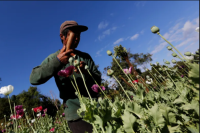 Budidaya Opium Melonjak di Myanmar