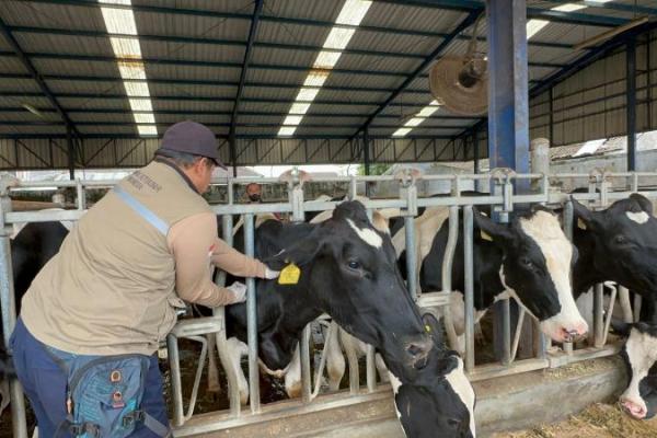 Hingga tanggal 27 Januari 2023, capaian vaksinasi PMK 1 dan 2 untuk sapi perah di Jawa Timur telah mencapai 98 persen, dan terbukti karena hal itu, Jawa Timur sudah tidak ada kasus PMK untuk ternak sapi perah.